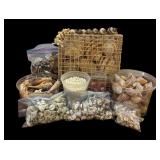 Assorted Beautiful Seashells including Gastropod Shells, Auger Shells, Fairyland Snail Shells and More