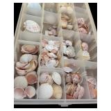 Assorted Seashells and Seashell Motif Picture Frame