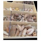 Assorted Seashells and Seashell Motif Picture Frame