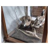 Glass Display Case with Two Taxidermy Ducks