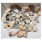 Huge Collection of Shells; Abalone, Conch, Clam, and More