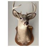 8 Point White Tail Buck Trophy Mount-McKean Co