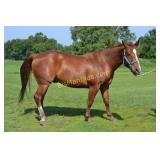 Sorrel Gelding