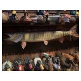 Taxidermy Fish Mount