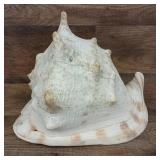 Large conch shell 9x8x7"