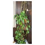 REAL POTHOS PLANT & HANGING HOLDER