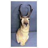 Pronghorn Taxidermy Wall Mount, Approx 32" Tall 