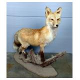 Red Fox Freestanding Taxidermy, Appears To Be On Log And Dirt Surface, Approx 29" x 30" x 10" 