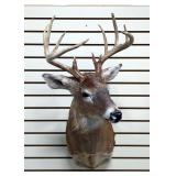 Whitetail Buck Taxidermy Shoulder Mount, 12 Points On Antlers