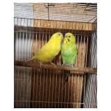 Proven pair of parakeets.