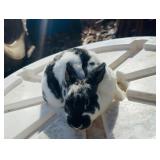 Mini Rex Bunny