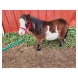 Bay overo miniature stallion, 2 years. 28" tall.