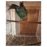 Torquoise Green Cheek Conure male. Used as breeder