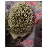 Male Hedgehog 8 weeks at pick up