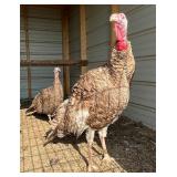 Young Pair of Bourbon Red cross Turkey