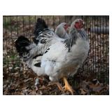 1-Brahma Hen. Mature spring hatchling.