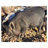 Kune Kune female double waddled