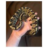 9mth Male Het Albino/Pied/Hypo Ball Python tame