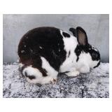 Black Broken Mini Rex Doe