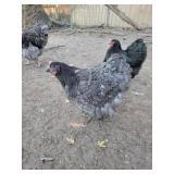 Blue English Orpington hen