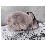 Smoke Pearl Mini Rex Buck