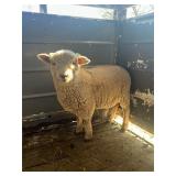 NABSSAR Registered 5mth Mini Babydoll Ram Lamb