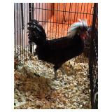 White crested black Polish rooster.