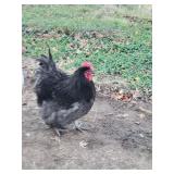 Blue orpington rooster.