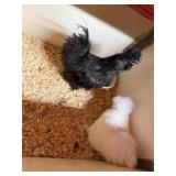 Pair of excellent quality Silkies