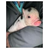 Female mini Piglet