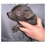 Male mini piglet