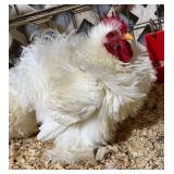 Beautiful 1yr old White Frizzle bantam rooster.