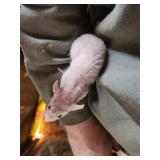 Hairless rat male. Real friendly and easy going.