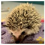 Female Hedgehog Will be 8 weeks at pick up