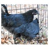 Ayem Cemani mix hen