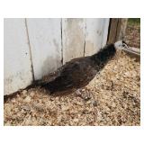 Leggï¿½s Peafowl India Blue Peahen. 2024 hatch