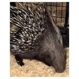 4 month Male African porcupine used in petting zoo