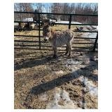 Mini Jack weanling eating hay & grain super fuzzy