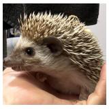 Male hedgehog DOB 10/24/24