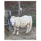 Mini Leopard Appaloosa Stallion 32ï¿½ halter broke