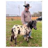 Double Registered Black Leopard Appaloosa Colt