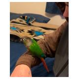 Turquoise green cheek conure, hand tame