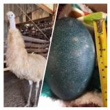 White x Blonde Emu Hatching Egg 7 days and under