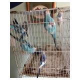 6 flashy parakeets