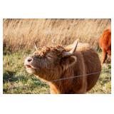 ï¿½Cash Manï¿½ is a sweet treat loving Highland bull