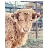 6 month old yellow highland bull calf, very sweet