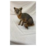 Fox Mount Taxidermy