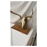 Skull Horns Mount Taxidermy