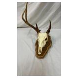 Skull Horns Mount Taxidermy