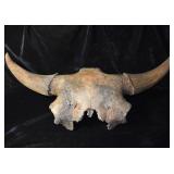 MASSIVE 36" Extinct Occidentalis Bison Skull Fossi